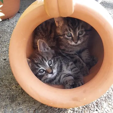 Familienpension Gletscherblick 3* 하일리겐불루트