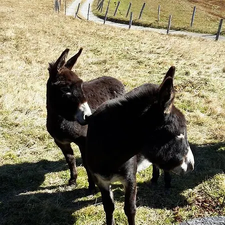 Familienpension Gletscherblick 게스트하우스 3*